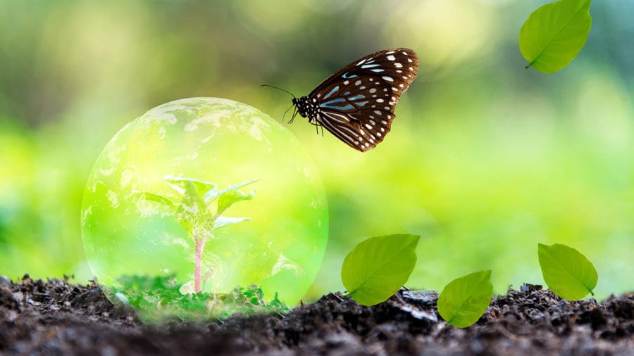 delito contra biodiversidad tráfico flora silvestre